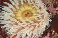 Anemone